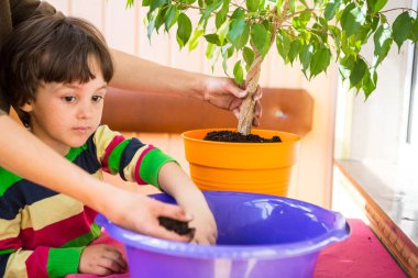 Ev çiçekleri yeniden dikim.