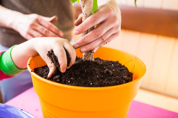 Saksı bitkisi yeniden ekiliyor.
