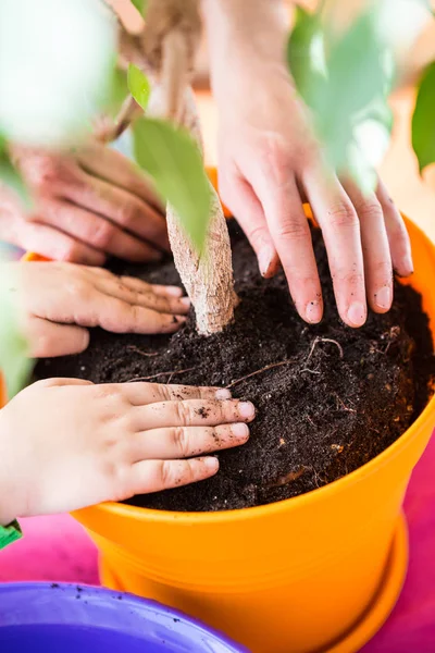 Saksı bitkisi yeniden ekiliyor.