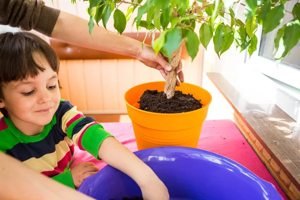 Replanting home flowers. — Stock Image Replanting home flowers. Royalty Free Stock Photos