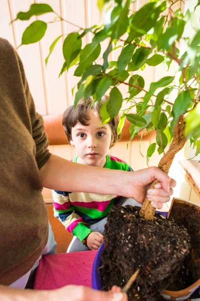 Saksı bitkisi yeniden ekiliyor.