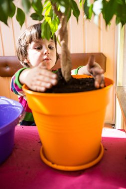 Saksı bitkisi yeniden ekiliyor.