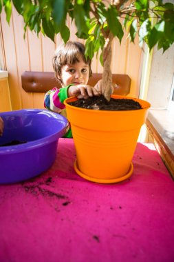 Saksı bitkisi yeniden ekiliyor.