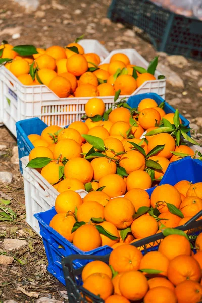 Laranjas maduras em caixas . — Fotografia de Stock