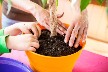 Saksı bitkisi yeniden ekiliyor.