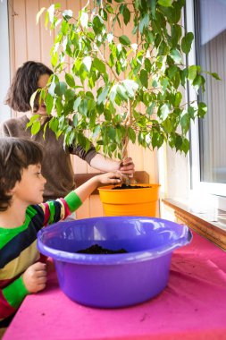 Ev çiçekleri yeniden dikim.