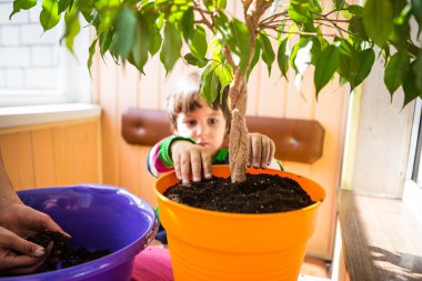 Saksı bitkisi yeniden ekiliyor.