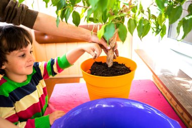 Ev çiçekleri yeniden dikim.