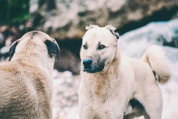 Two Caucasian Shepherd Dogs Close Up.