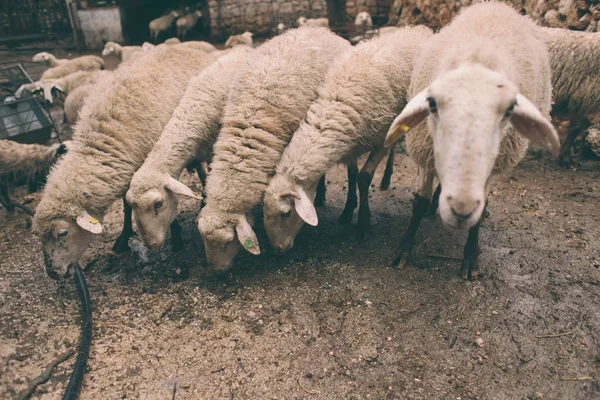 Sheep on the farm.