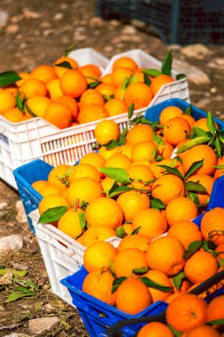 Kutularındaki olgun portakal.