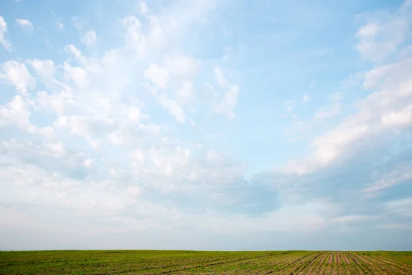 Field with young corn and blue sky with clouds. — Stock Photo, Image