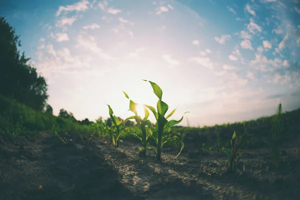 Mısır closeup genç sürgünler.
