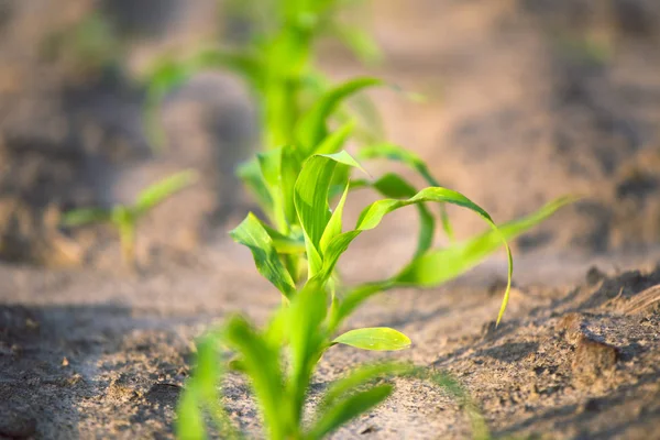 トウモロコシクローズアップの若い芽. — ストック写真
