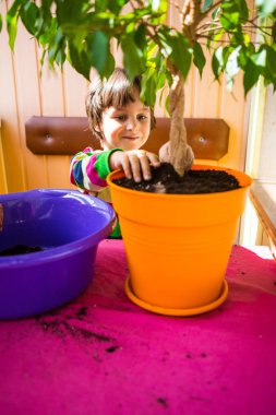 Saksı bitkisi yeniden ekiliyor.