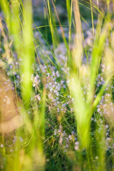 Divoký tymě mezi trávou. — Stock fotografie
