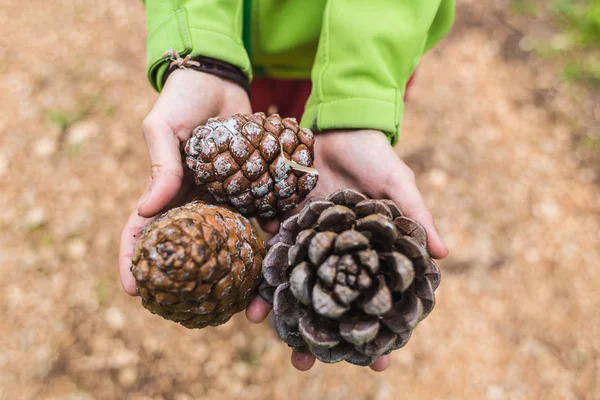 Large pine cones in female hands. — Stock Photo, Image