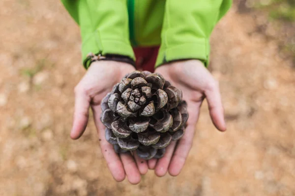 Grandes cones de pinheiro em mãos femininas . — Fotografia de Stock