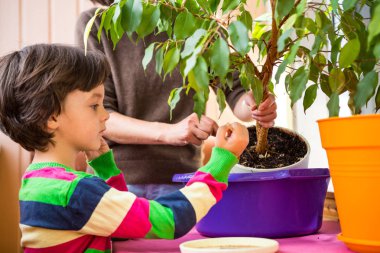 Saksı bitkisi yeniden ekiliyor.