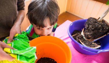 Ev çiçekleri yeniden dikim.