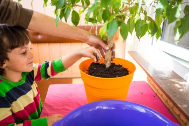 Ev çiçekleri yeniden dikim.