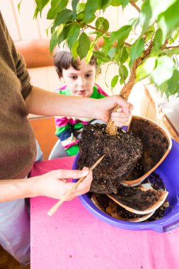 Saksı bitkisi yeniden ekiliyor.