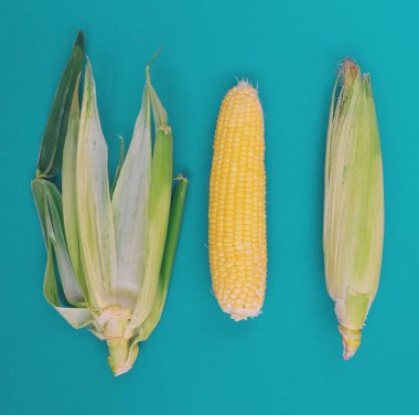 Mavi arka planda Mısır koçanı.