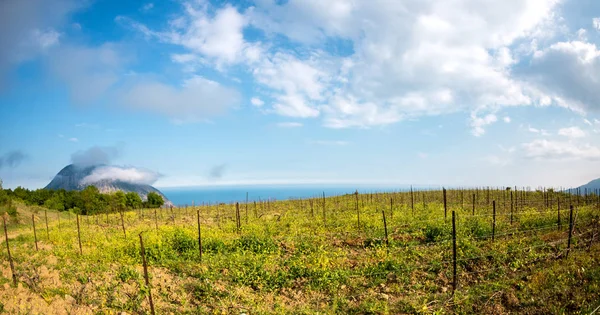 Vinhas no fundo do mar e montanhas . — Fotografia de Stock