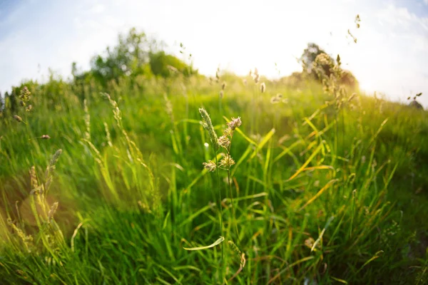 Feld im Licht des Sonnenuntergangs. — Stockfoto