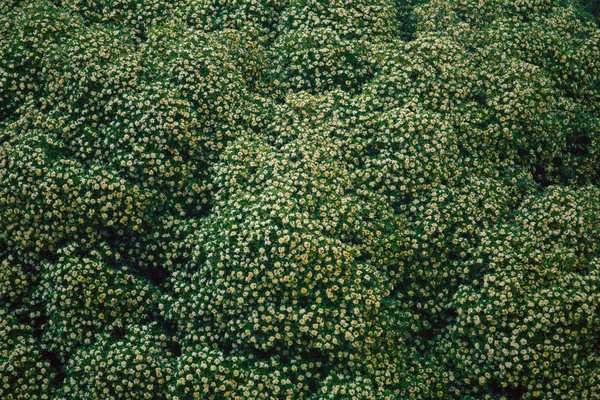 Arbusto con pequeñas flores blancas . —  Fotos de Stock