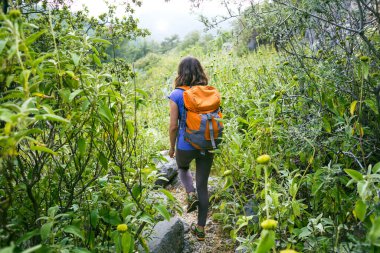 Sırt çantalı bir kadın uzun otların arasından geçer. Karantina sonrası doğa yürüyüşü yapan bir kız..