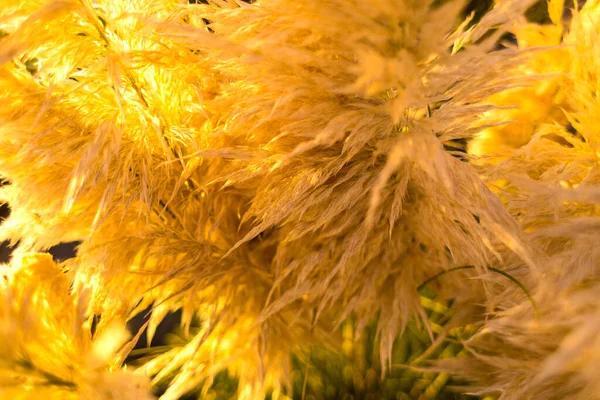 Спелые Декоративные Тростники Сушеный Цветок Красивое Золотое Растение Оформление Сада — стоковое фото
