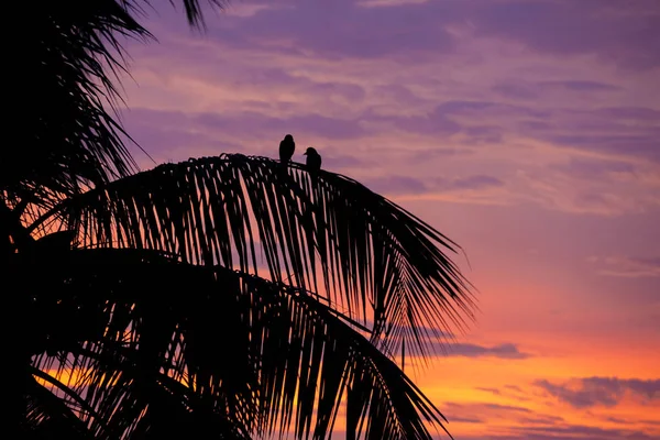 Günbatımında bir palmiye ağacı üzerinde iki kuş silhouettes