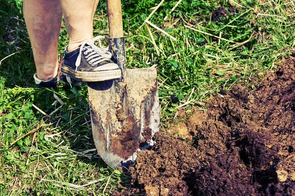 Female feet wearing old sneakers dig a soil using a spade — Stock Photo, Image