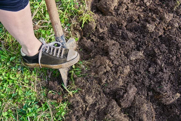 古いスニーカーを身に着けている女性の足は 夏の庭でスペードを使用して土壌を掘る — ストック写真