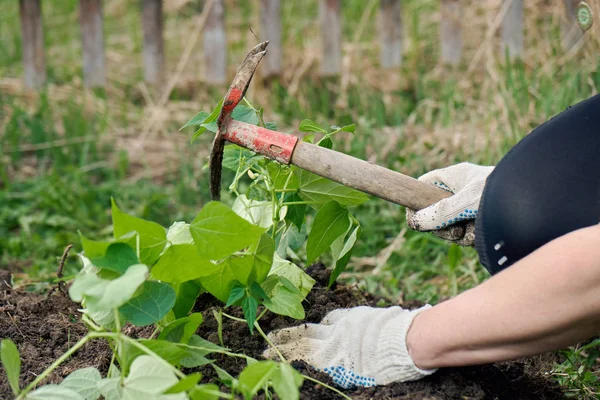 地面にインゲンの苗を植栽保護手袋を着用する女性 — ストック写真