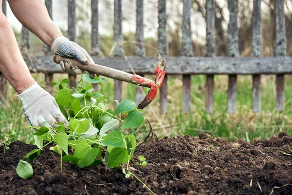 Vrouw Beschermende Handschoenen Haricot Zaailingen Grond Planten — Stockfoto