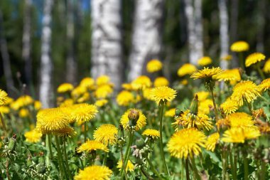 Huş ağaçlarıyla arka planda sarı dandelions ilkbaharda çiçek açan