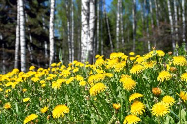 Huş ağaçlarıyla arka planda sarı dandelions ilkbaharda çiçek açan