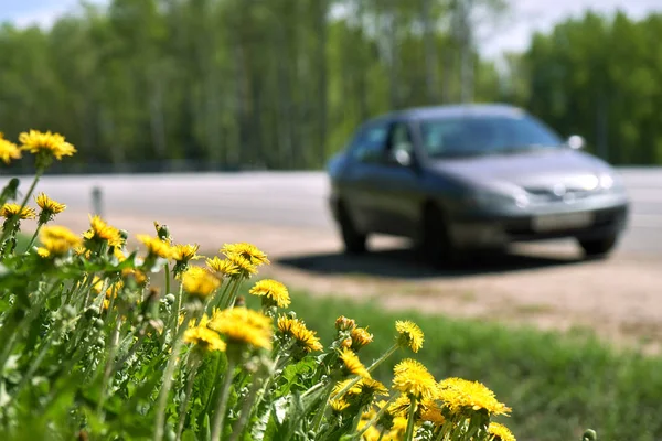 Yellow Dandelions Growing Roadside Old Car Road — Stock Photo, Image