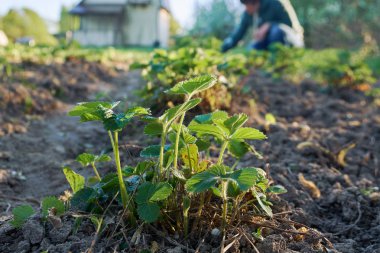 Ülkede bahçede çilek fide ile Bahçe Yatak Bahar ayıklayacaktır kadın