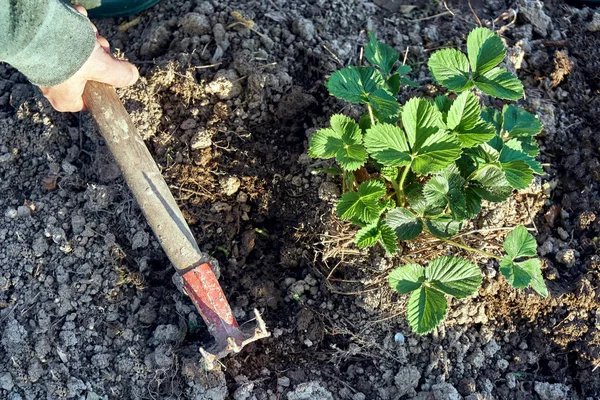 Ülkede bahçede çilek fide ile Bahçe Yatak Bahar ayıklayacaktır kadın