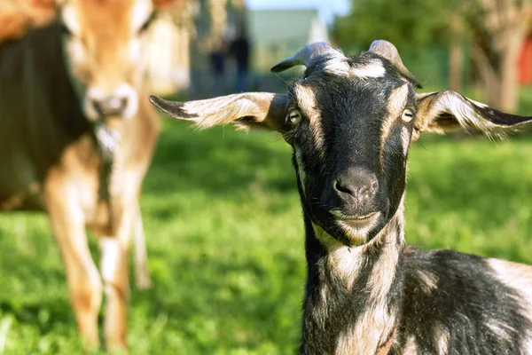 ヤギとカメラを見て緑の国草原の放牧牛 — ストック写真