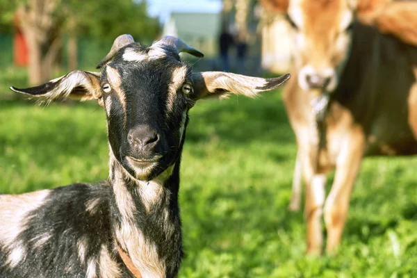 ヤギとカメラを見て緑の国草原の放牧牛 — ストック写真