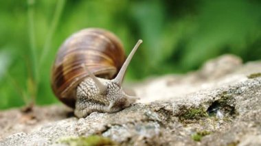 Açık havada büyük taş sürünen bir üzüm salyangoz makro çekim