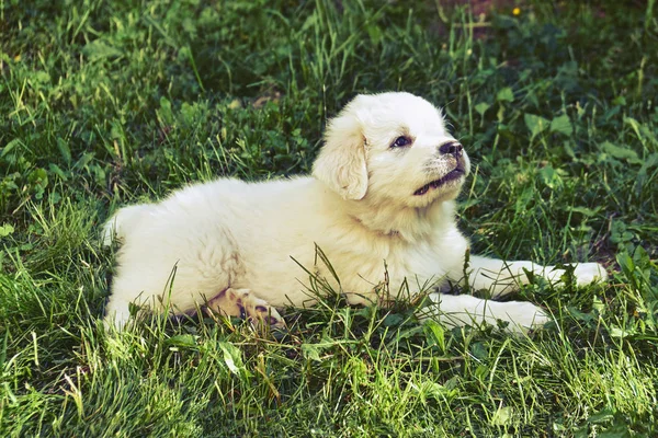 Cute Puppy Pirenejski Pies Górski Leżącego Zielonej Trawie Zewnątrz Letni — Zdjęcie stockowe