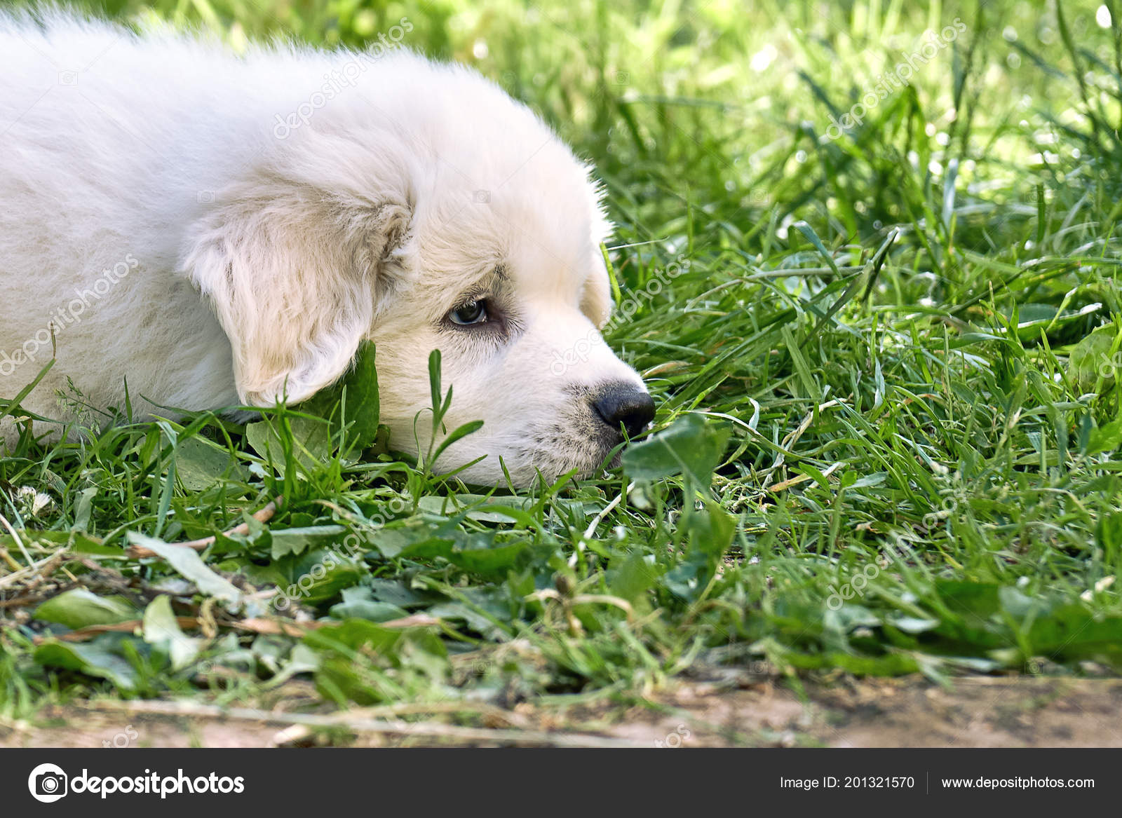 Tête Chiot Chien Montagne Des Pyrénées Couché Sur Herbe