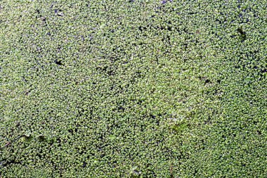 Deniz yosunu su yüzeyinde yüzen