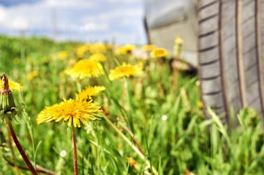 Tarafından çiçek açması dandelions büyümüş yol kenarında duran araba