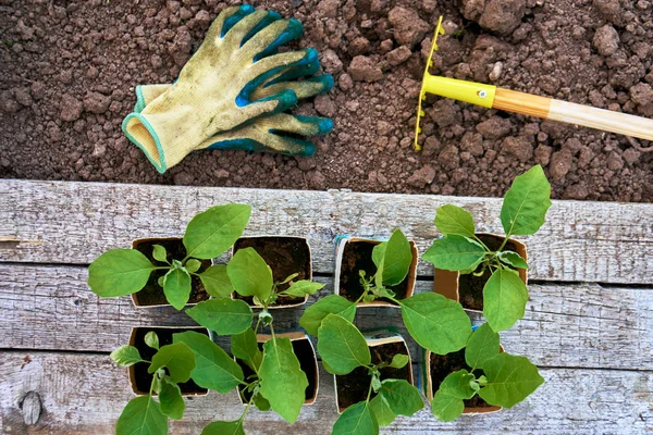 Kapusta sadzonki w doniczkach papieru na deski, rękawice ochronne i mało prowizji na ziemi — Zdjęcie stockowe